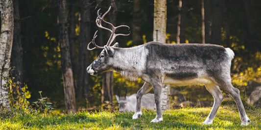 a reindeer in the forest