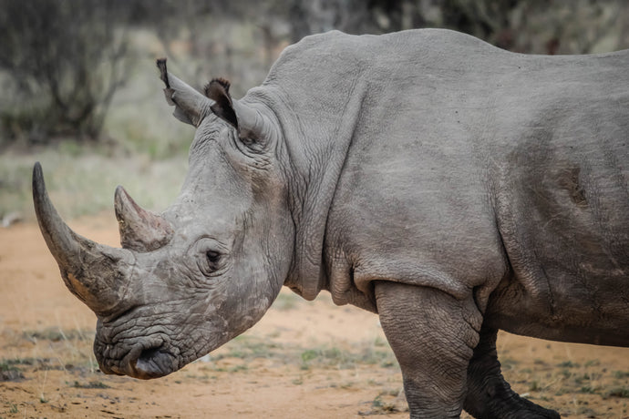 Robust Rhinos: Fun Facts, Endangerment Status & Saving Them!
