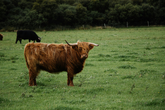 Highland cow in the field