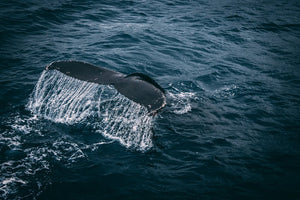 Tailing a Whale Vs Wagging a Tail: Whale Fun Facts & Endangerment Status