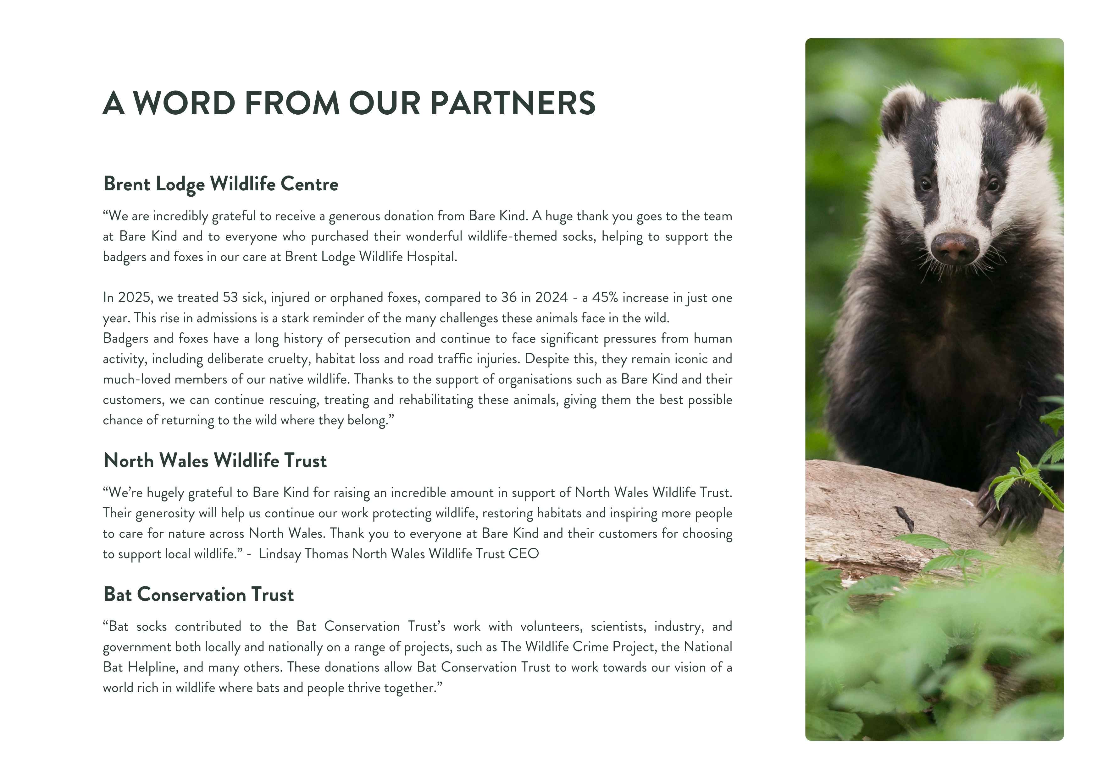 Breed badger in a natural setting with text about wildlife centers and trusts.