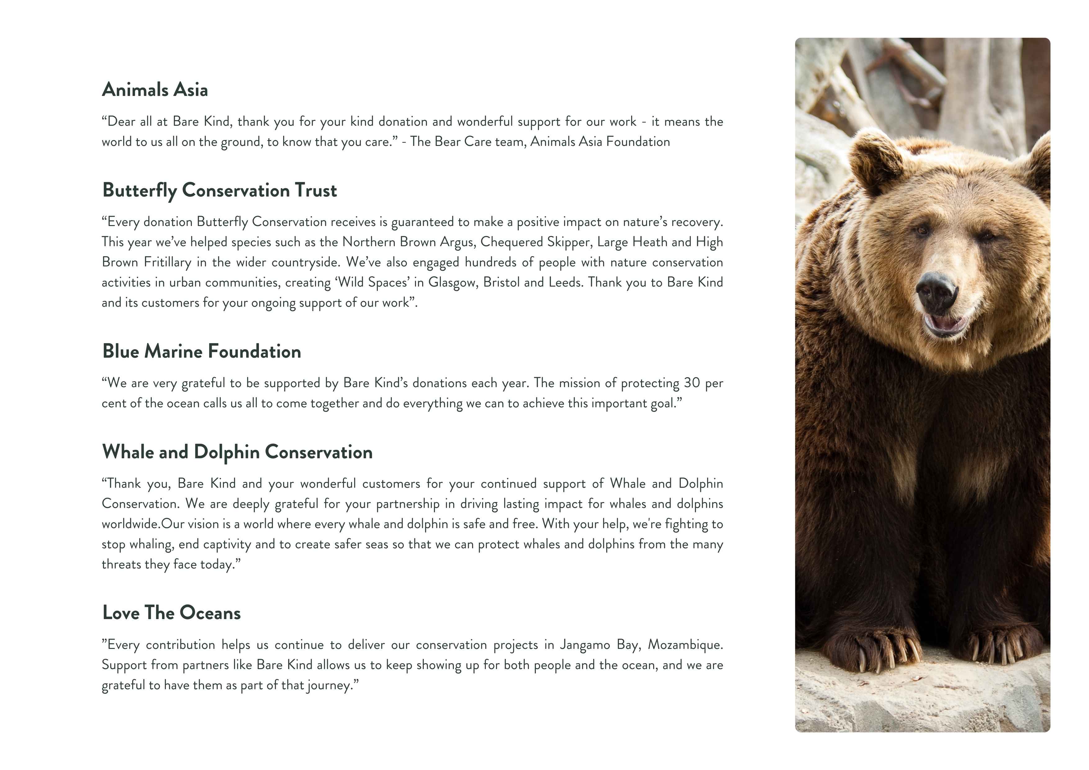 Brown bear 