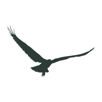 Black silhouette of an osprey in flight on a white background