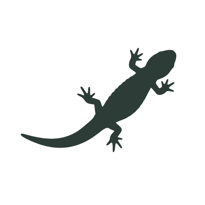 Black silhouette of a salamander on a white background
