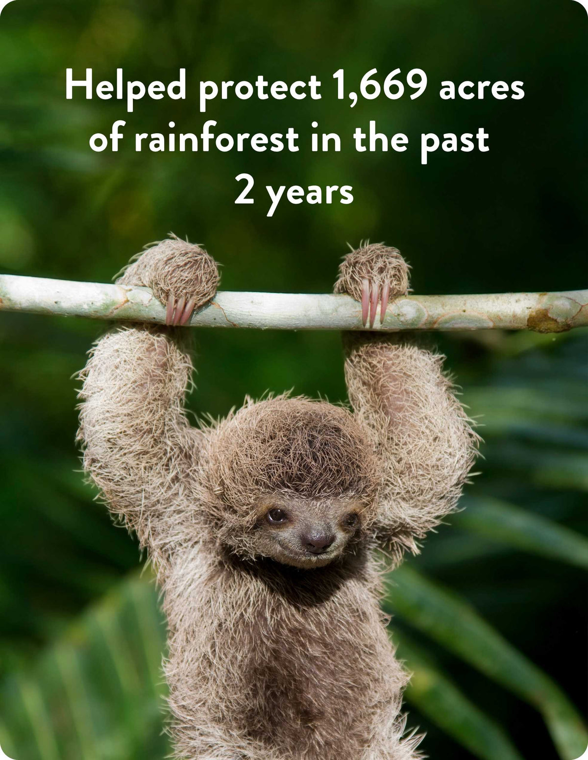 sloth