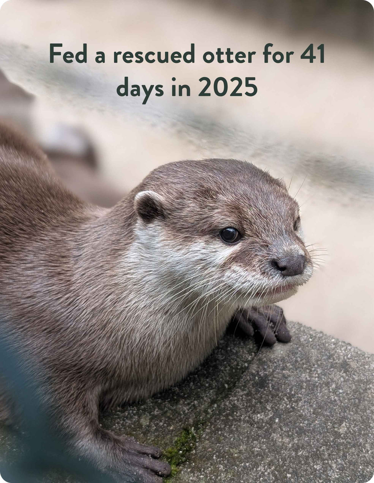 otter stats