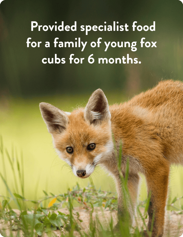 Fox