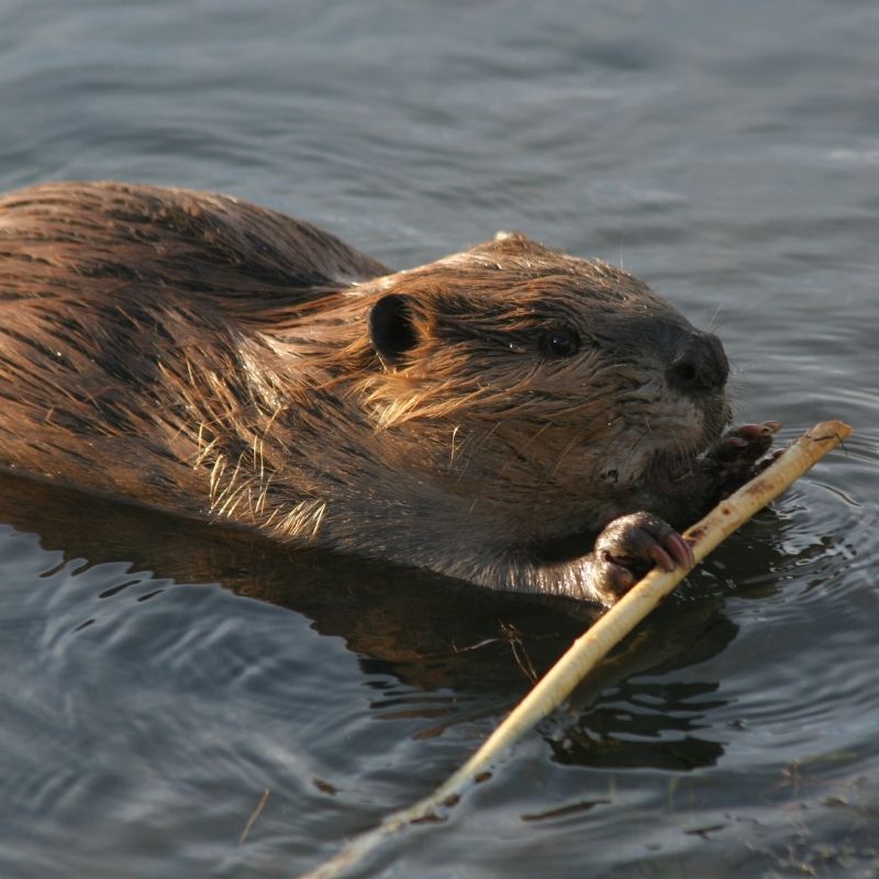Beaver swimming in water holding a stick