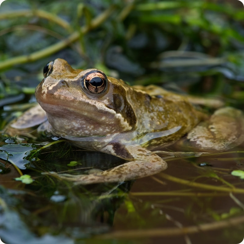 Frog on a leaf in a natural setting