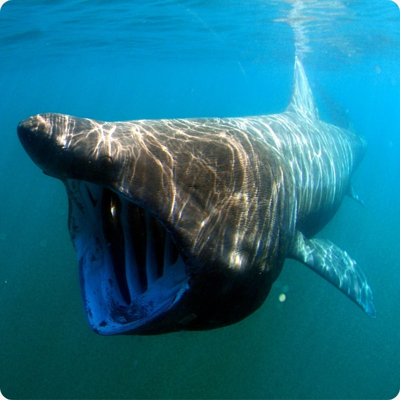 Shark swimming underwater with open mouth
