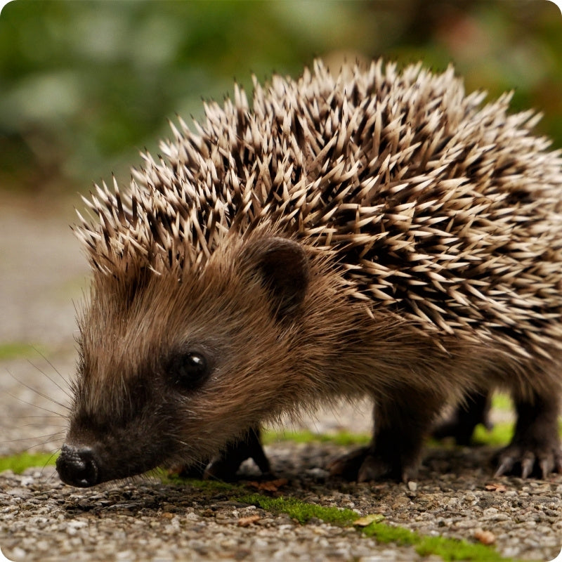 Hedgehog on a natural background