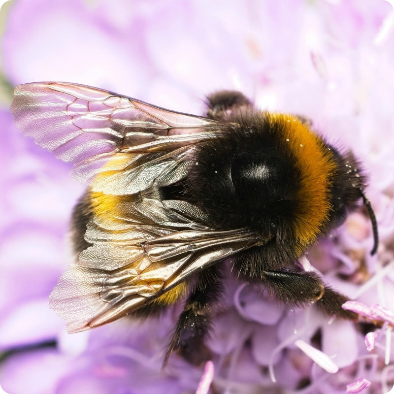 Bumblebee on a purple flower