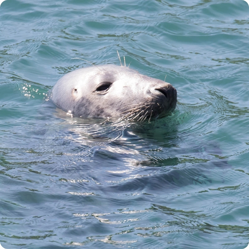 Seal swimming in clear blue water