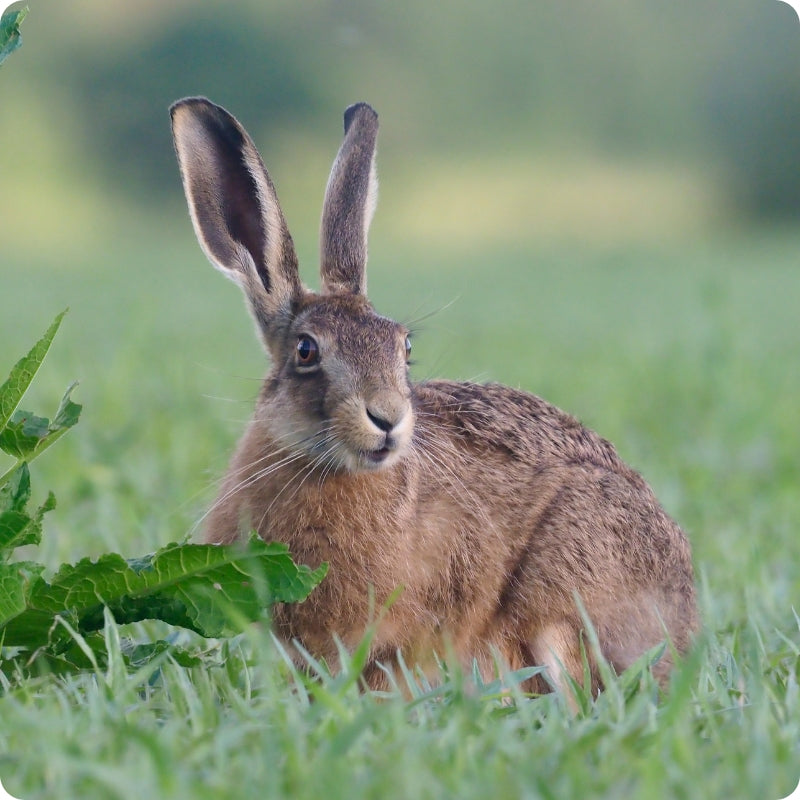 Brown Hare sitting in a grassy field with a blurred green background