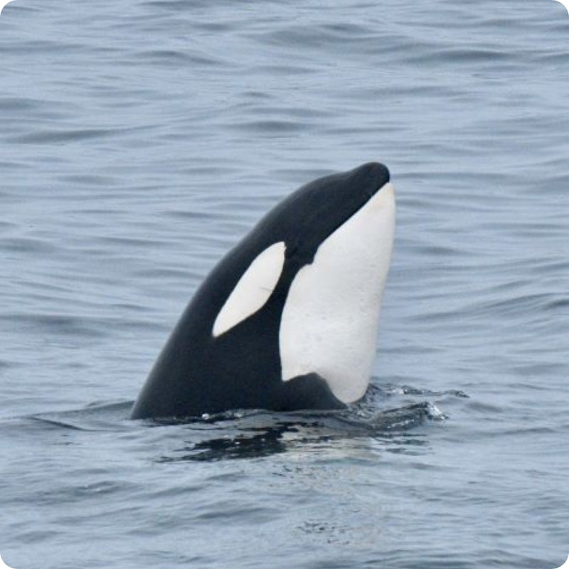 Orca whale surfacing in the water