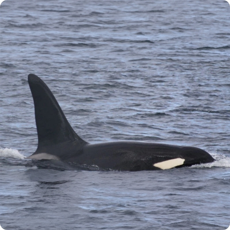 Orca whale partially submerged in water with a gray background