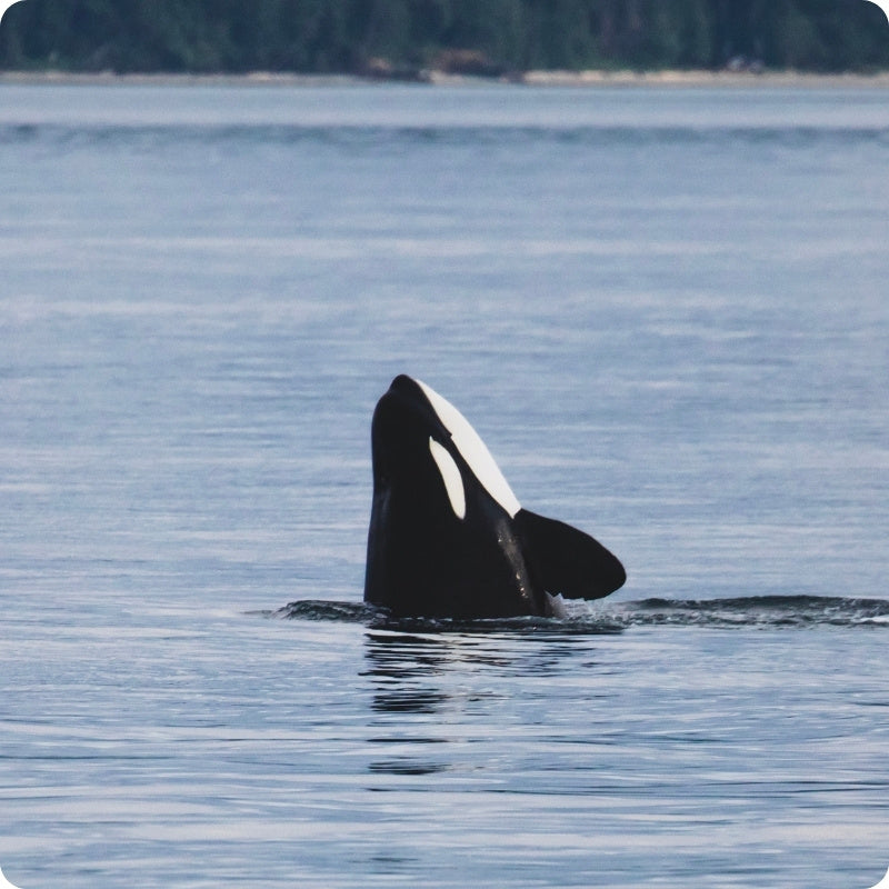 Orca whale surfacing in calm water with a forested shoreline in the background