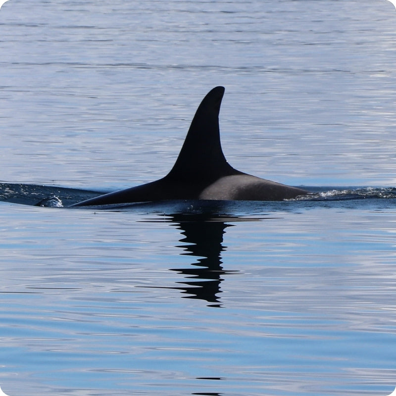 Orca whale tail fin emerging from the water with a calm ocean background