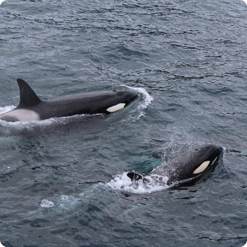 Two orcas swimming in the ocean