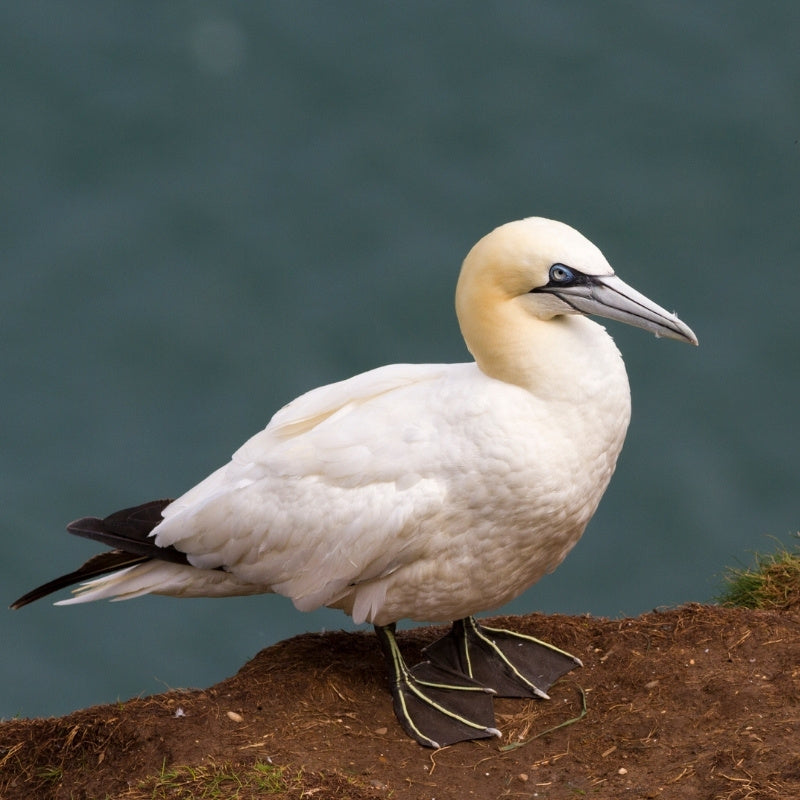White bird with black wings standing on a rocky surface with a blurred natural background