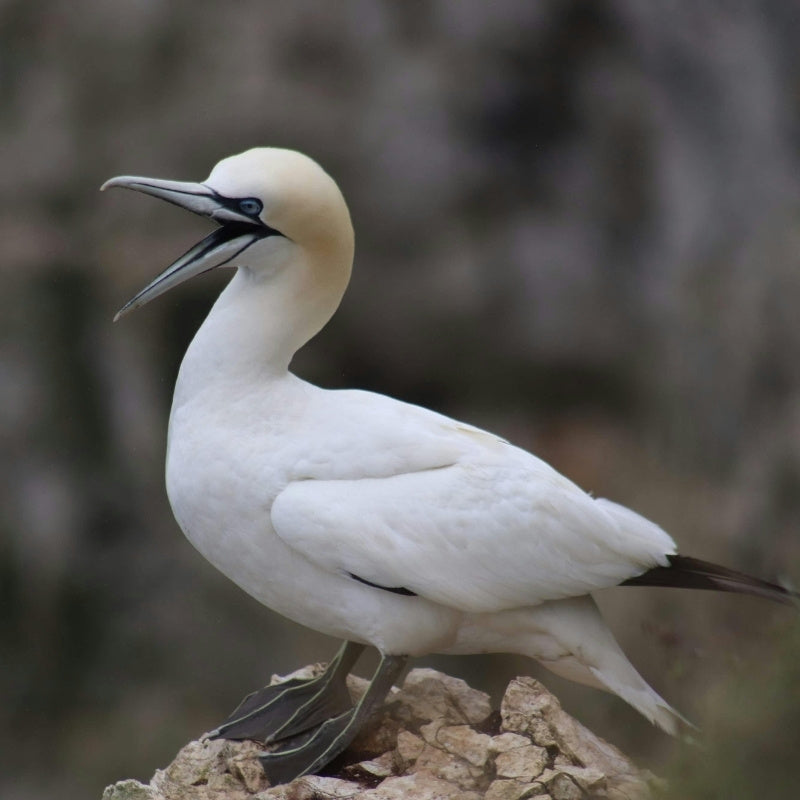 White bird with a blurred natural background