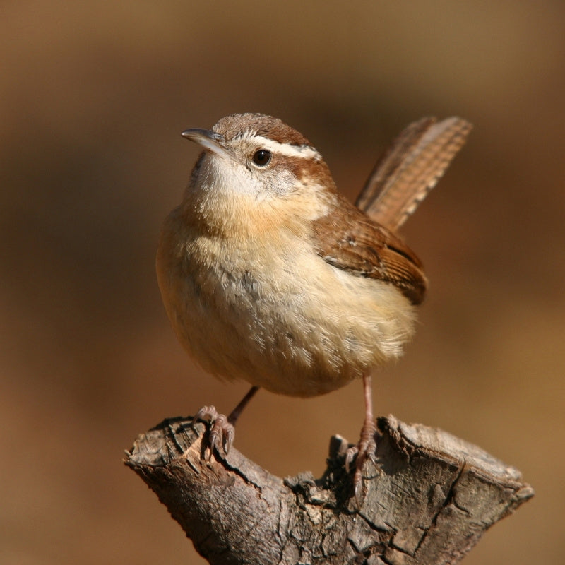 Bird perched on a branch with a blurred brown background