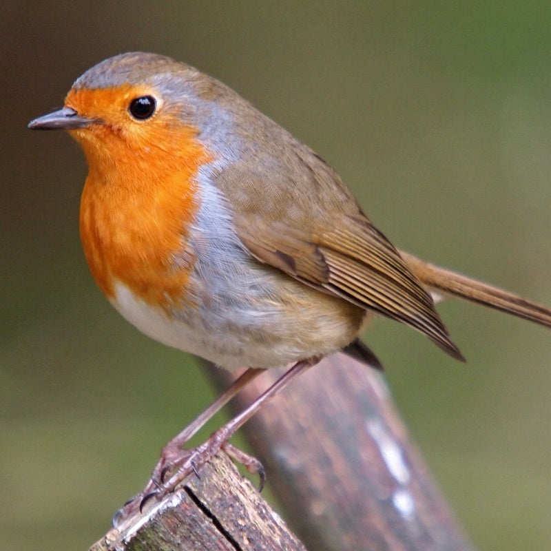 Robin bird perched on a branch with a blurred green background