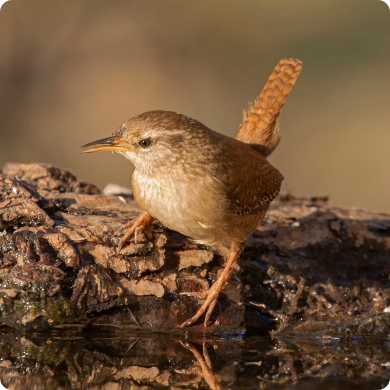 Bird perched on a log with a blurred natural background