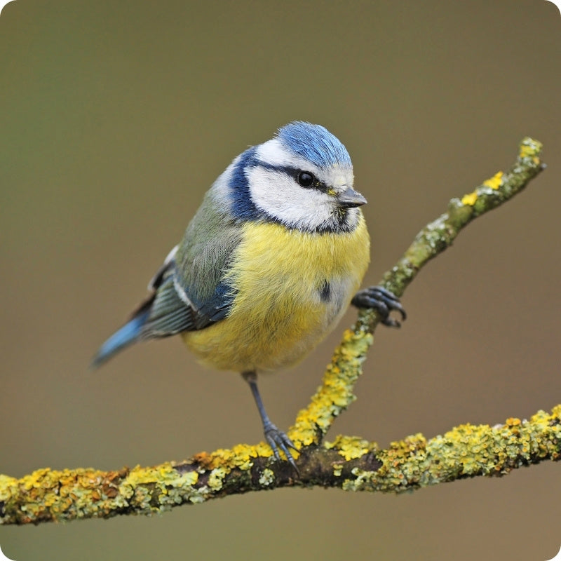 Small bird perched on a lichen-covered branch with a blurred background