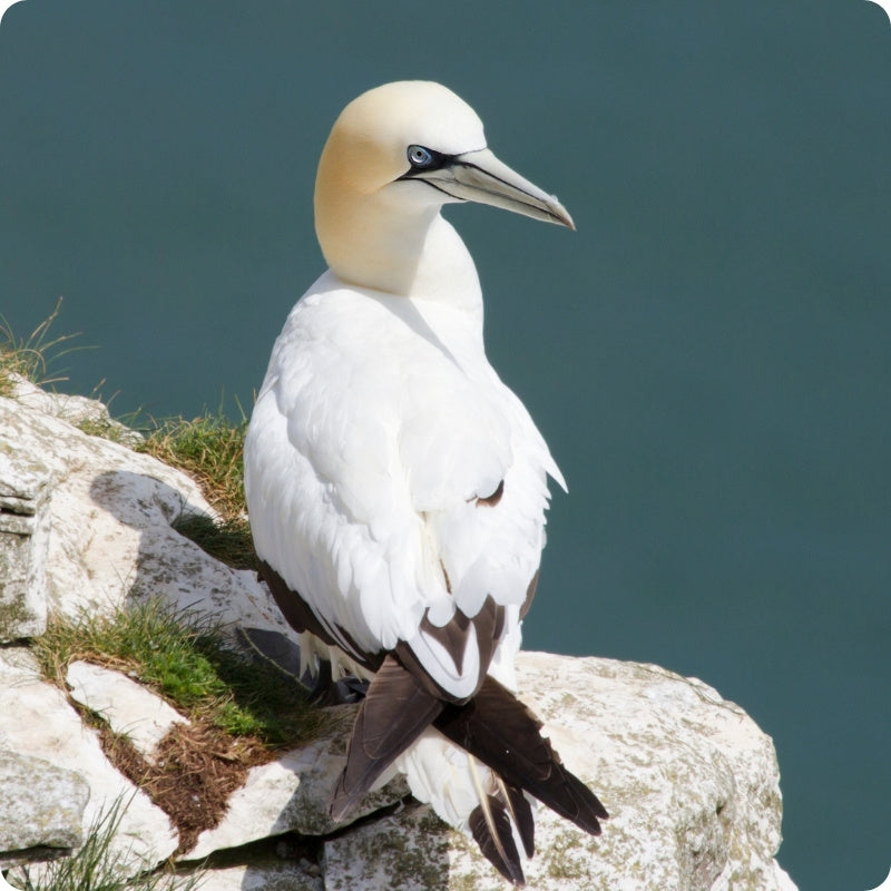 Seabird perched on a rock with a blurred natural background