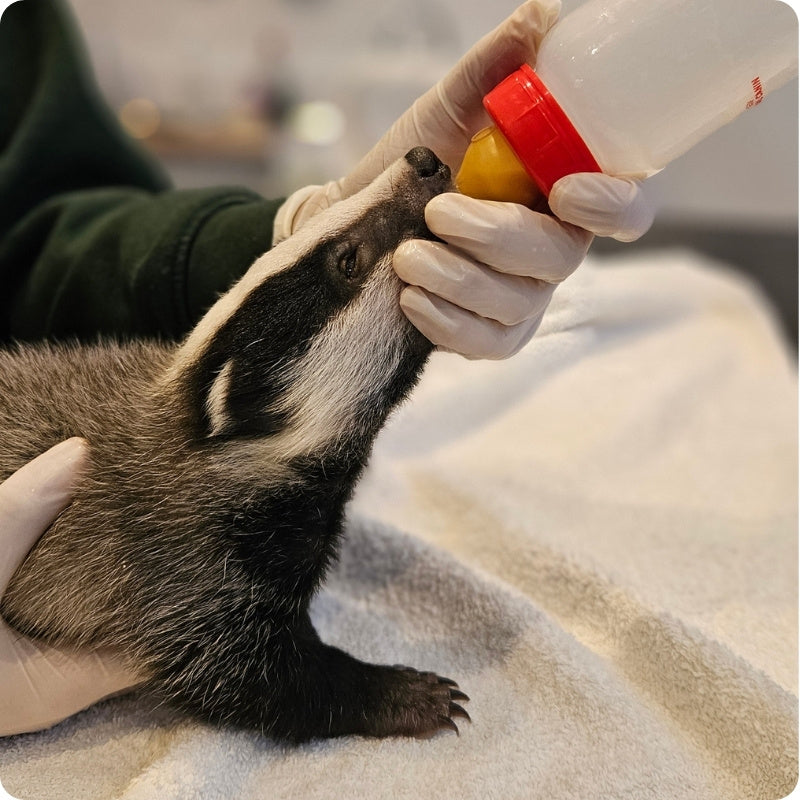 A baby badger being bottle-fed by a person wearing white gloves, lying on a soft white blanket.