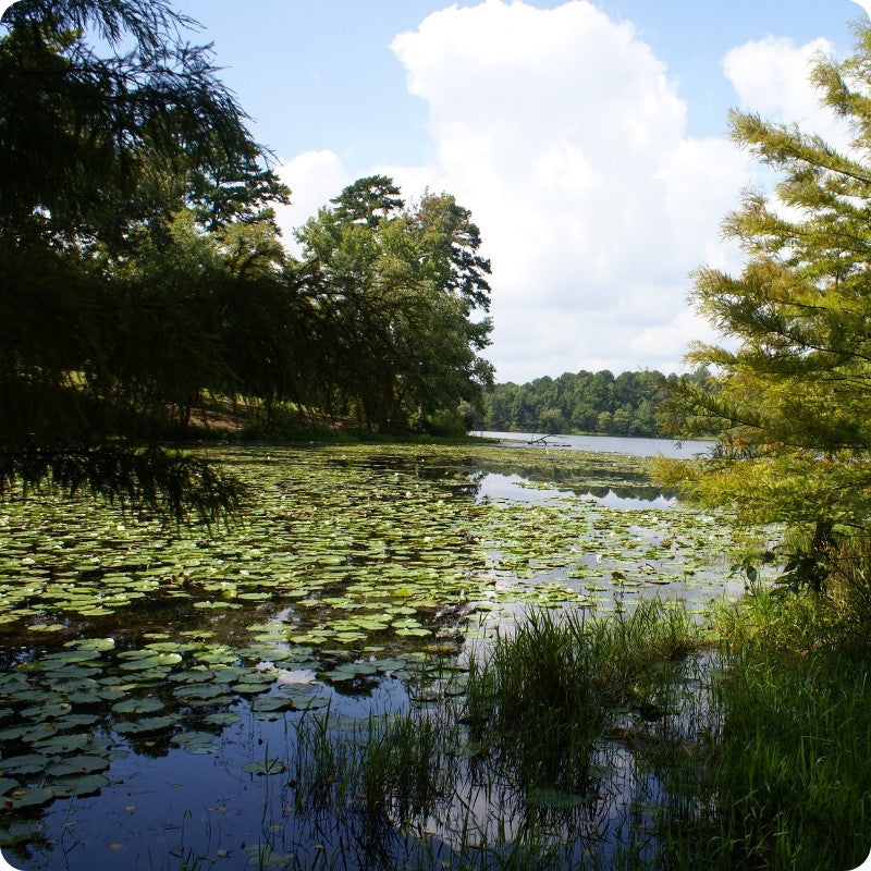 A scenic view of a calm lake or pond covered with green lily pads, surrounded by dense green trees and grass under a blue sky with large white clouds.