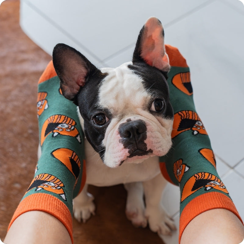 A small black-and-white French bulldog sits between a person's legs wearing green crew red panda socks , against a white tiled floor.
