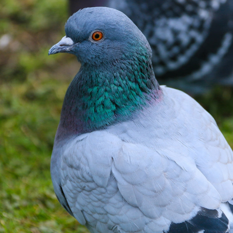 Pigeon