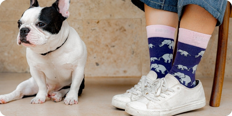 A person's legs wearing purple socks with a white elephant pattern and light pink cuffs, paired with white sneakers, shown next to a black and white French bulldog sitting on a beige stone floor.