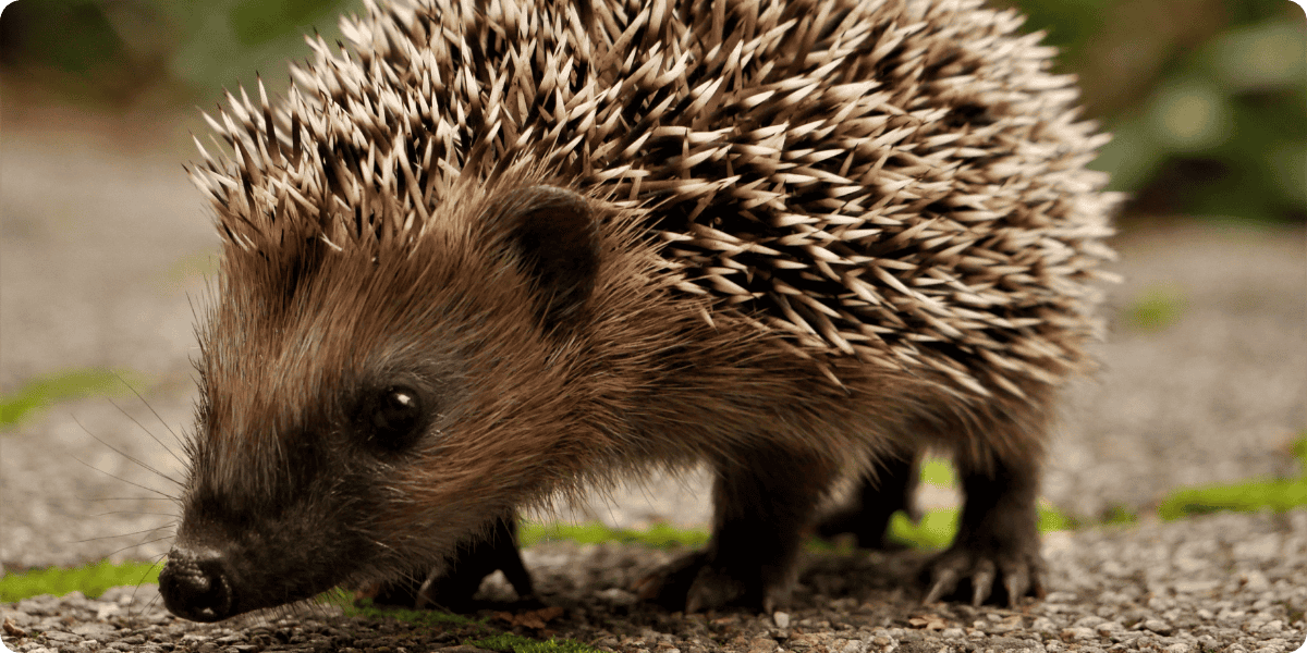 Hedgehog walking on a path with a blurred natural background
