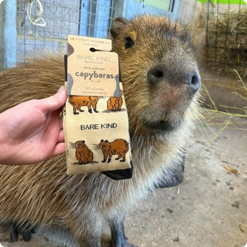 Capybara bamboo sock in front of a Capybara