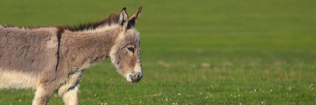 Donkey on a walk