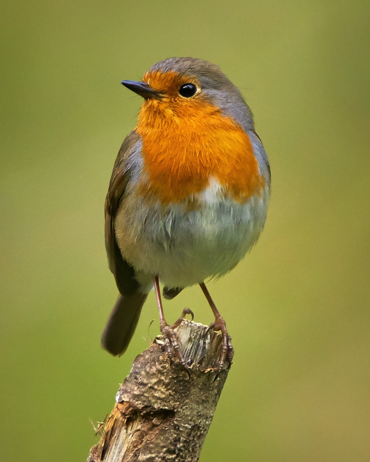 Robin bird perched on a branch with a blurred green background