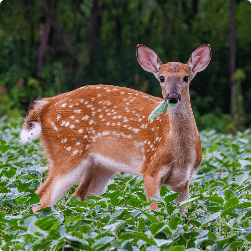 Deer with white spots standing in a green field