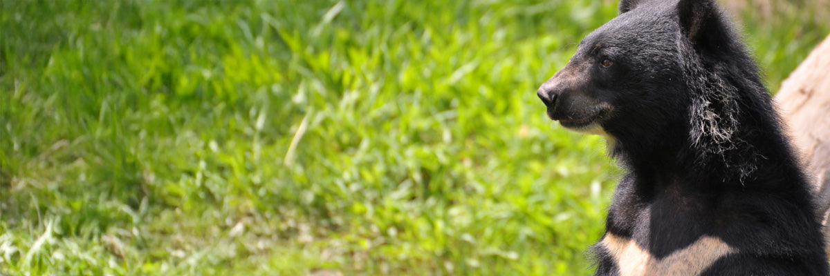 Formosan black bear