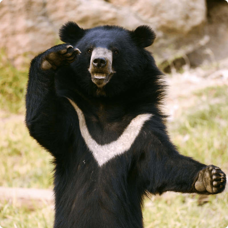 Black bear standing on its hind legs with a blurred natural background