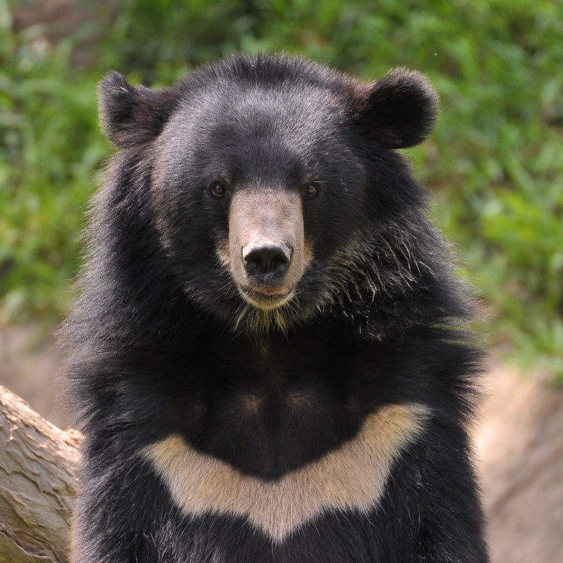 Black bear with a white patch on its chest standing in a natural setting.