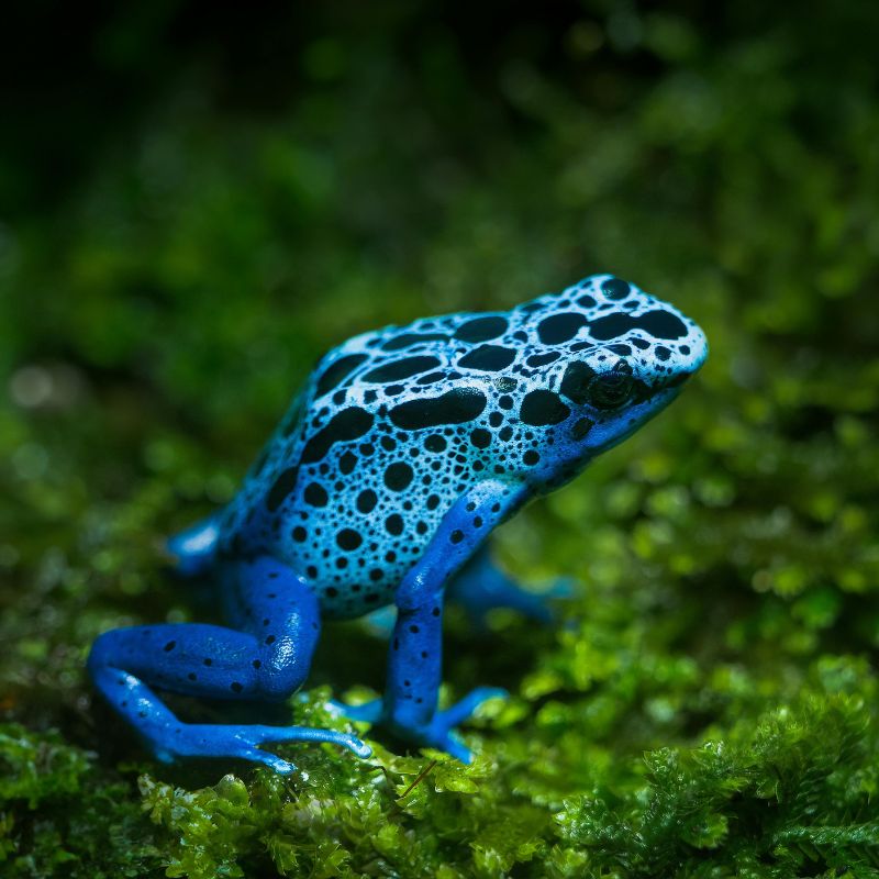 Frog in the forest