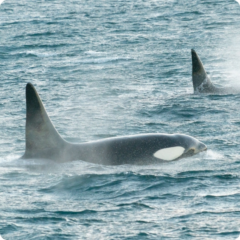 Orca whale swimming in the ocean with another whale's fin visible.