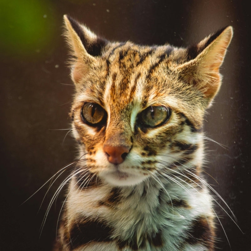 Close-up of a leopard cat with a dark background