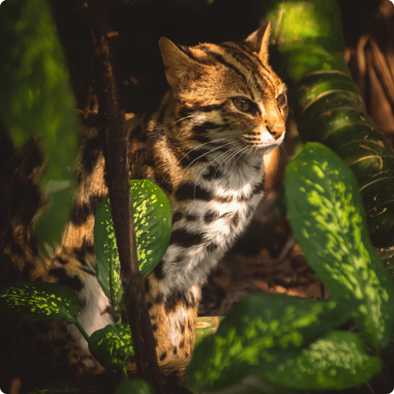 Leopard Cat peeking through green leaves with a natural setting
