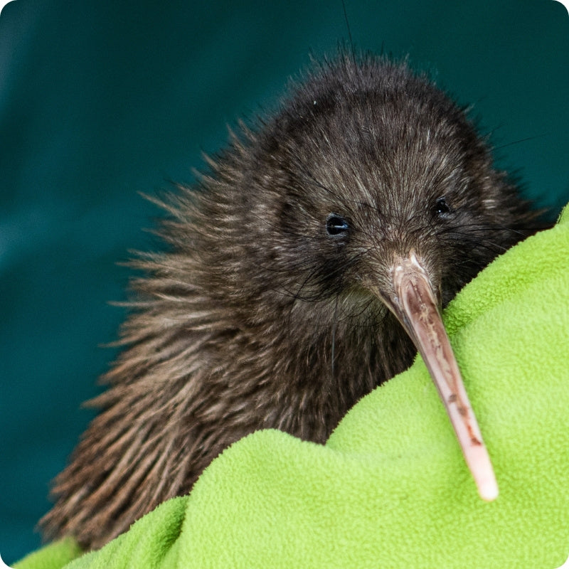 Kiwi bird on a green surface with a blurred blue background