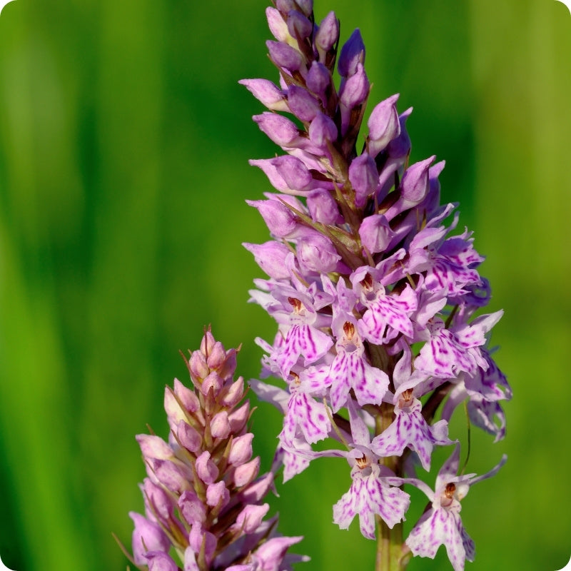 Close-up of purple orchids with a green blurred background