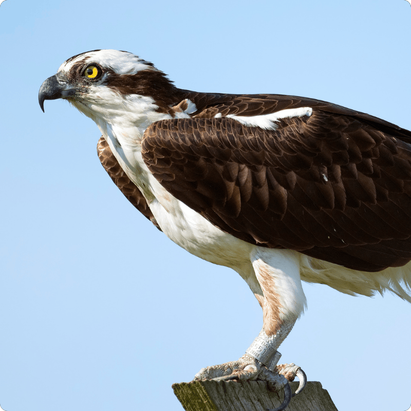 Osprey perched on a post with a clear blue sky background